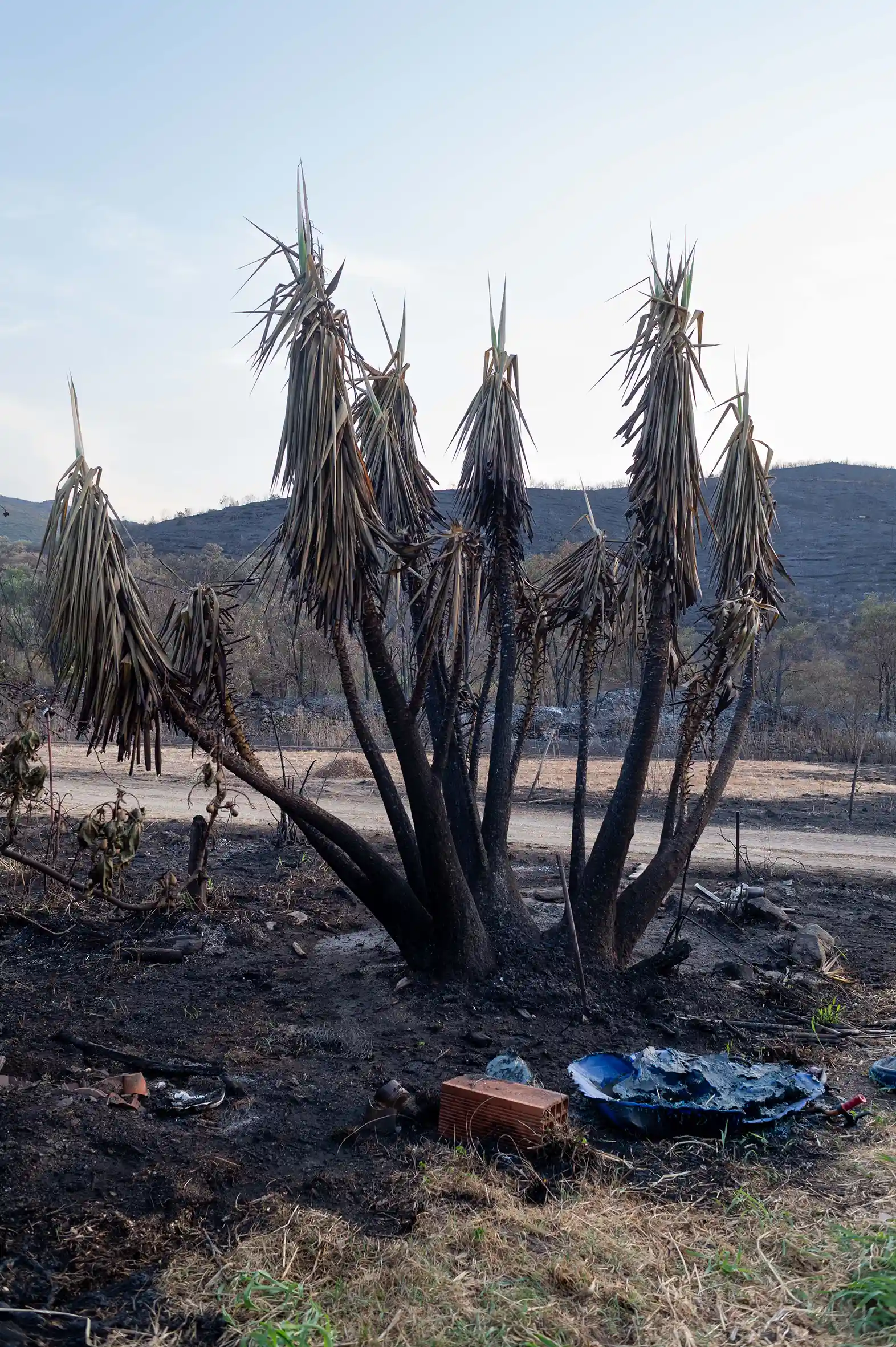 Le fruit du feu le fruit du feu/photos/12.webp